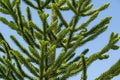 Close-up of spiky green branch Araucaria araucana, monkey puzzle tree, monkey tail tree, or Chilean pine in public landscape city