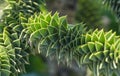 Close-up of spiky green branch of Araucaria araucana, monkey puzzle tree, monkey tail tree, or Chilean pine in landscape