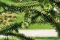 Close-up of spiky green branch Araucaria araucana, monkey puzzle tree, monkey tail tree, or Chilean pine in public landscape