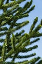 Close-up of spiky green branch Araucaria araucana, monkey puzzle tree, monkey tail tree, or Chilean pine in public landscape