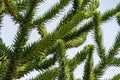 Close-up of spiky green branch Araucaria araucana, monkey puzzle tree, monkey tail tree, or Chilean pine