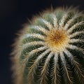 Close-up of a spiky green cactus Royalty Free Stock Photo
