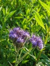 Close up of a spiky purple thistle flower