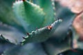 Close-up of spikes on Agave Parryi Truncata leaves Royalty Free Stock Photo