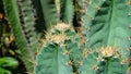 Close up spines of cactus