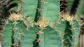 Close up spines of cactus