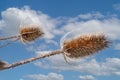 Close up of spiney head of a Teasle against blue sky