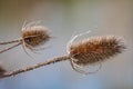 Close up of spiney head of a Teasle on lake side in Wiltshire