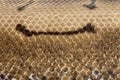 Close-up of Spinner Python, Royal python skin