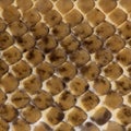 Close-up of Spinner Python, Royal python skin