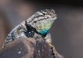 Close up of a spiny desert lizard Royalty Free Stock Photo