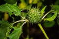 Close-up of spiny fruit of a jimsonweed Royalty Free Stock Photo