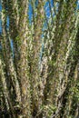 Close up of spiny, leafing Ocotillo plants during the spring California super bloom in Anza Borrego Desert State Park Royalty Free Stock Photo