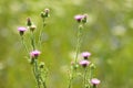 Closeup of spiny pumeless thistle flowers with green blurred plants on background Royalty Free Stock Photo