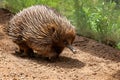 Close up of spiny scurrying Echidna