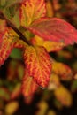 a close up of Spiraea bumalda Goldflame in the autumn garden Royalty Free Stock Photo