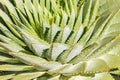 Spiral aloe cactus leaves