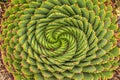 Spiral Aloe - Lesotho traditional plant Royalty Free Stock Photo