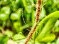 Close-up - spiral growing mustache peas wrap around the rope in the garden, in the greenhouse. A cucumber mustache of Royalty Free Stock Photo