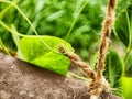 Close-up - spiral growing mustache peas wrap around the rope in the garden, in the greenhouse. A cucumber mustache of Royalty Free Stock Photo