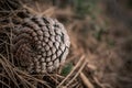Close up of spiral pattern on a pine cone Royalty Free Stock Photo