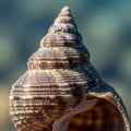 Close-up of a spiral seashell displaying a conical shape with distinct ridges and a striped pattern Royalty Free Stock Photo