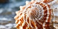 Close-up of a spiral seashell with natural textures Royalty Free Stock Photo