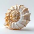 Close up Spiral Seashell with Orange Details Isolated on White Background Royalty Free Stock Photo