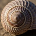 Close-up of a spiral seashell with a smooth, glossy surface featuring alternating beige and white Royalty Free Stock Photo