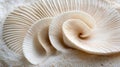 A Close-Up of a Spiral-Shaped Seashell with Delicate Ridges Royalty Free Stock Photo
