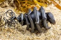 Close up of spiral shark egg case from the shark family Heterodontidae washed up attached to seaweed found on beach.