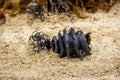 Close up of spiral shark egg case from the shark family Heterodontidae washed up attached to seaweed found on beach.