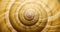 Close-up of a spiral snail shell with a smooth, glossy surface. The shell displays a gradient of Royalty Free Stock Photo