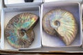 Close-up of two colorful nautilus shell fossils for sale in boxes Royalty Free Stock Photo