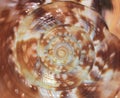 Close-up of spiral and texture of natural King Helmet Conch sea shell Royalty Free Stock Photo