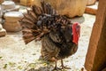 Close-up of a spirited giant turkey