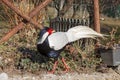 Close-up of a splendid specimen of silver pheasant Lophura nycthemera.