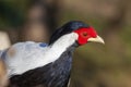 Close-up of a splendid specimen of silver pheasant Lophura nycthemera.