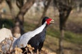 Close-up of a splendid specimen of silver pheasant Lophura nycthemera.