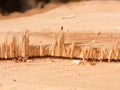 close up split cut section of wood tree stump macro detail sharp