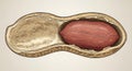 Close-up of a split peanut revealing its textured shell and kernel Royalty Free Stock Photo