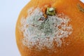 Spoiled moldy tangerine on neutral background Royalty Free Stock Photo