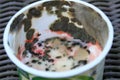 spoilt sour cream in a plastic container covered with different kinds of mold