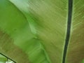 Asplenium nidus leaf (Bird\'s Nest Fern) Royalty Free Stock Photo