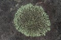 Close up of a spot of lichen growing on a rock Royalty Free Stock Photo