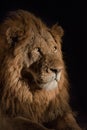 Close up of a spot lit male lion`s face.