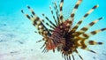 Close-up of a Spotfin Lionfish Pterois Antennata, Maldives. Royalty Free Stock Photo