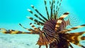 Close-up of a Spotfin Lionfish Pterois Antennata, Maldives.