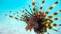 Close-up of a Spotfin Lionfish Pterois Antennata, Maldives.