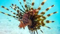 Close-up of a Spotfin Lionfish Pterois Antennata, Maldives. Royalty Free Stock Photo